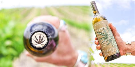 Cannabis Wine Enters Our Lives Kannabia