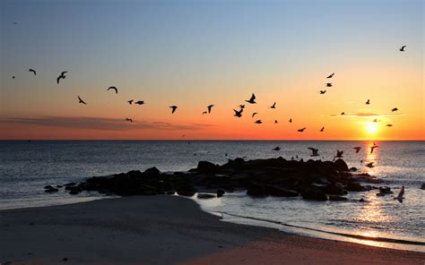 Beaches Sunset Ocean Sea Birds Wallpapers Hd Desktop And Mobile