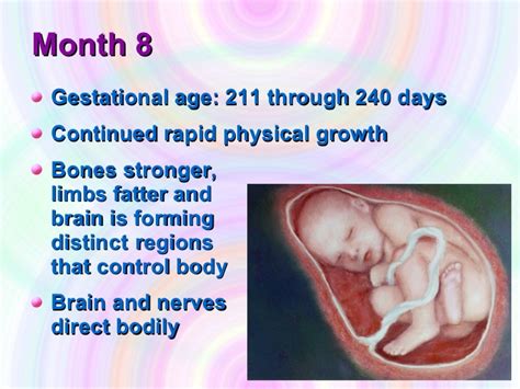 Ages 8 Months Fetal Development Pregnancy Cycle