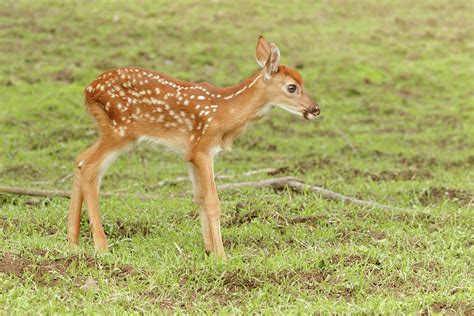 White Tailed Deer Fawn In Field Photograph By David Kenny Pixels