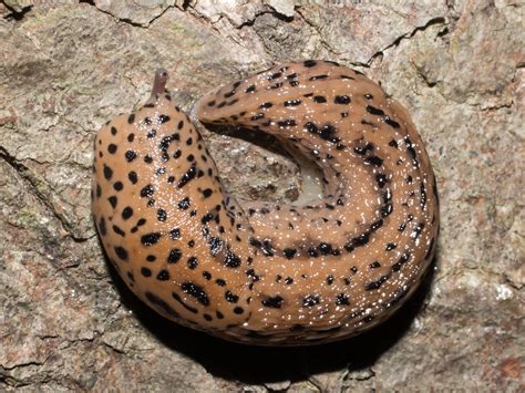 Maryland Biodiversity View Thumbnails Category Slugs