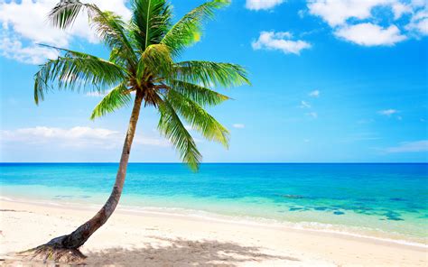 Lonely Palm Tree Tropical Beach Coast Sea Wallpaper