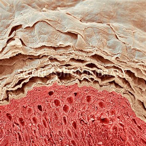 Skin Layers Cell Photography Microscopic Images Scanning Electron