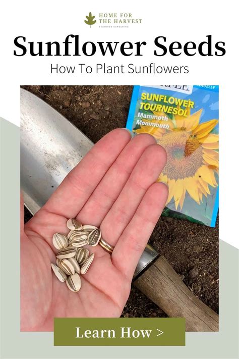 How To Plant Sunflower Seeds Indoors Garden Guides Reverasite