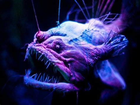 Real Deep Sea Creatures Lifted Directly From Your Nightmares Scary