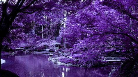 Purple Japanese Wallpapers Top Free Purple Japanese Backgrounds Wallpaperaccess