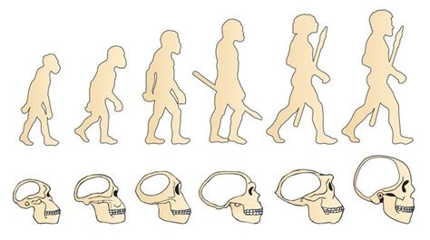 Homo Sapiens Origem Classificação E Evolução Toda Matéria
