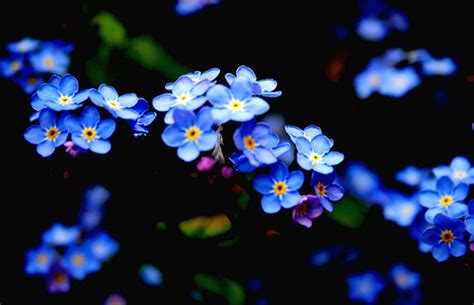 Flowers For Flower Lovers Forget Me Not Flowers Pictures
