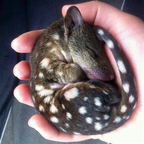 A Baby Tiger Quoll A Marsupial Native To Eastern Australia Aww