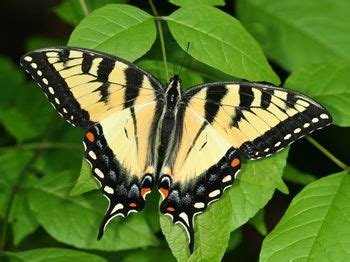 The Appalachian Tiger Swallowtail Butterfly Evolves Through The