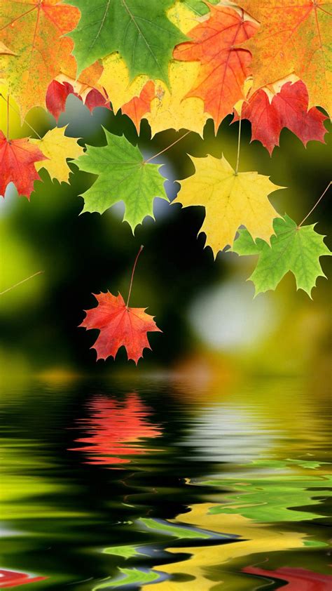 Maple Leaf Android Wallpapers 1080p Phone Mobile Full