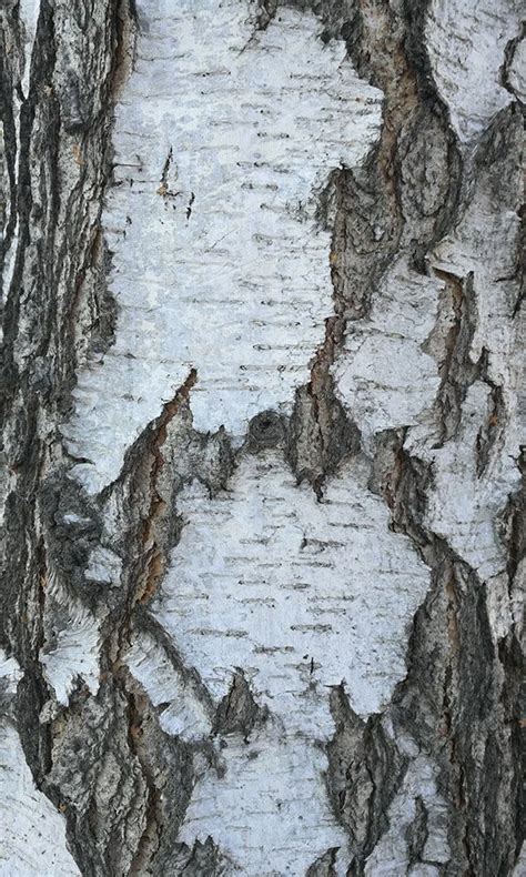Texture Birch Natural Texture Wood Wallpapertrunk Tree Tree Bark