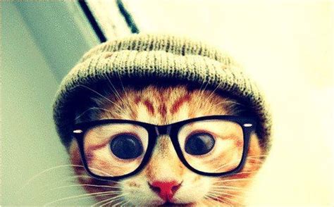 Me As A Little Hipster Kitty Cat Hipster Cat Cat Photography