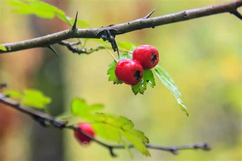 Hawthorn Tree Berries A Heart Healthy Harvest Gardeneco
