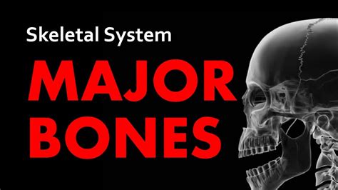 Major Bones Skeletal System 01 Anatomy And Physiology Youtube