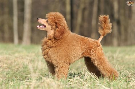 The Toy Poodle Dog Breed Also Known As Caniche Barbone Information