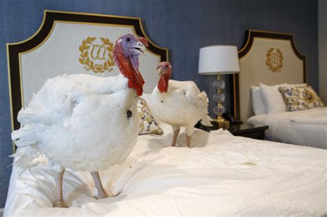explained the strange truth behind the thanksgiving turkey pardon tradition npr