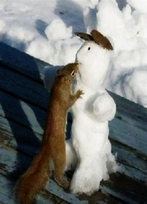 Squirrel Snowman Squirrel Cute Snowman