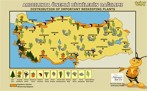 Türkiye de bölgelere göre hangi tarım ürünleri yetişir
