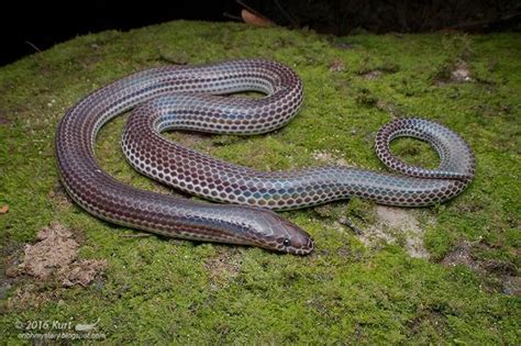 Sunbeam Snake Xenopeltis Unicolor Photographed By Kurt Orion G In