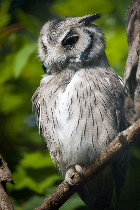 Northern White Faced Owl A Photo On Flickriver