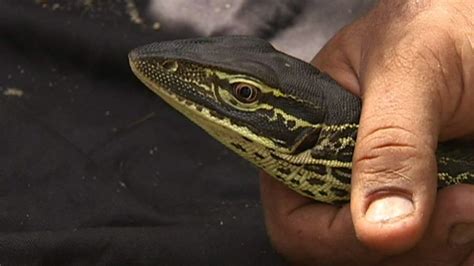 Giant Lizard Makes House Call In Thailand Bbc News