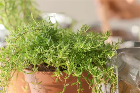 How To Grow Thyme Indoors A Quick And Easy Guide 2023