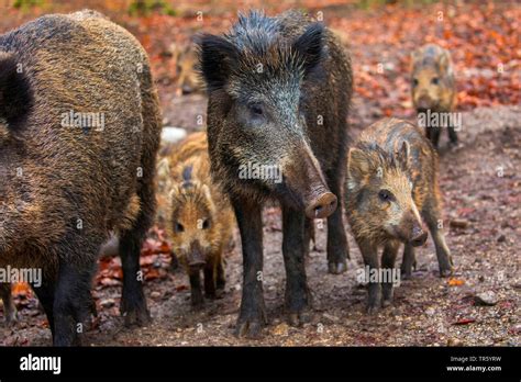 Wild Boar Pig Wild Boar Sus Scrofa Wild Sow With Piglets Germany