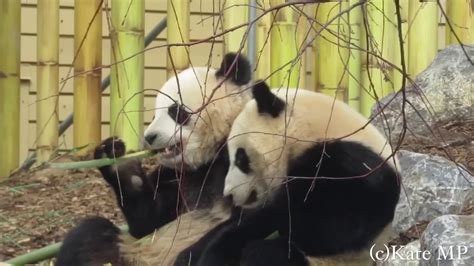 Panda Twins Jia Panpan And Jia Yueyue At The Calgary Zoo May 2018 Youtube