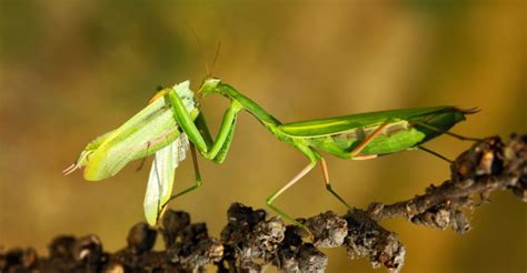 Mantis Religiosa Alimentación Hábitat Y Características