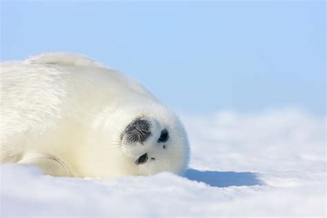 Harp Seal Pup On Ice By Keren Su