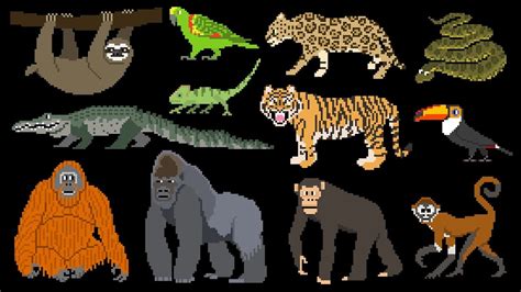 Rainforest Animals Book Version Primates Big Cats Reptiles And More