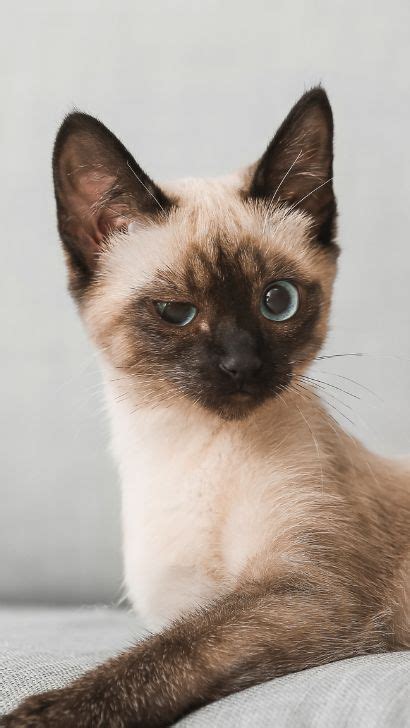 Reasons Why Siamese Cats Meow So Much Facts About Siamese Cats Being