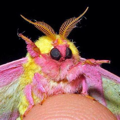 Rosy Maple Moth Wonder Weird Insects Bugs And Insects Beautiful Bugs