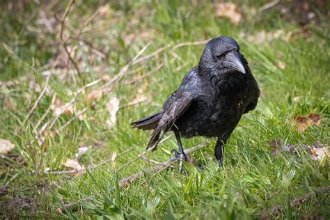 Hd Wallpaper Raven Black Crow Bird Raven Bird Bill Carrion Crow