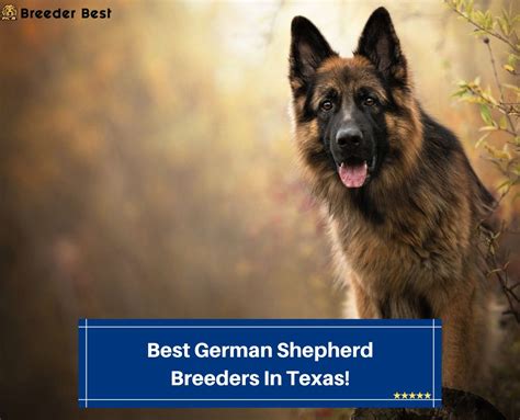 4 Best German Shepherd Breeders In Texas 2023 Breeder Best