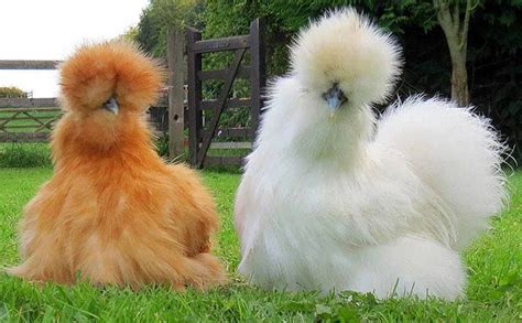 Funny Chicken Silkie Chickens Colors Fancy Chickens Raising Backyard