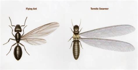 Cowleys Pest Services Pests We Treat Photo Album Termite Swarming