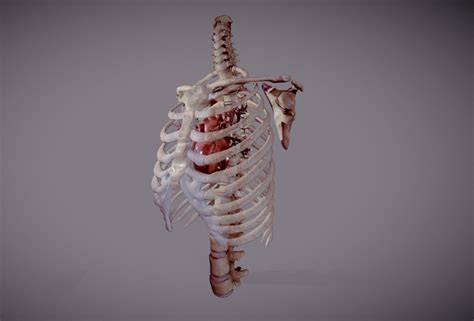 Can one have organs within the rib cage that are outside the thoracic cavity? Animated heart inside RibCage 3D model | CGTrader
