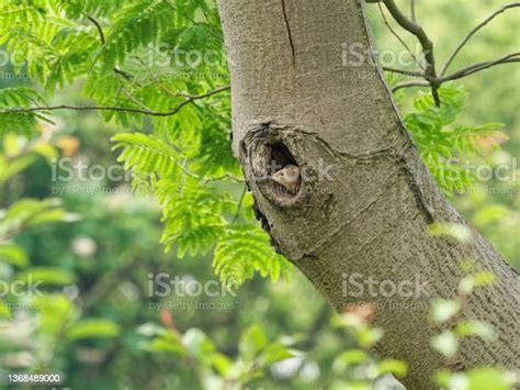 Baby Hoopoe Hiding In Tree Hole And Waiting For Its Parents Stock Photo