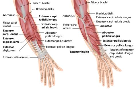 Muscles Of The Upper Limb Mblex Guide The Best Porn Website