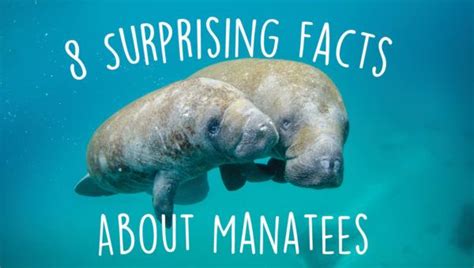 8 Surprising Facts About Manatees Captain Mikes Swimming With The