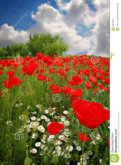 Poppies On Green Field With Blue Sky Stock Image Image