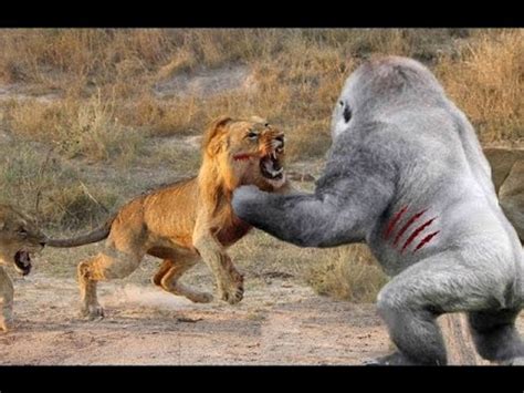 Most Amazing Wild Animal Fights Lion Vs Hyena Crocodilerabbitgoat