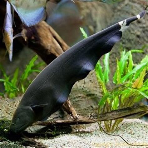Black Ghost Knifefish Apteronotus Albifrons The Fishkeeper