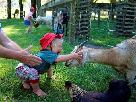 Petting Zoos A Breeding Ground For Drug Resistant Superbugs Study