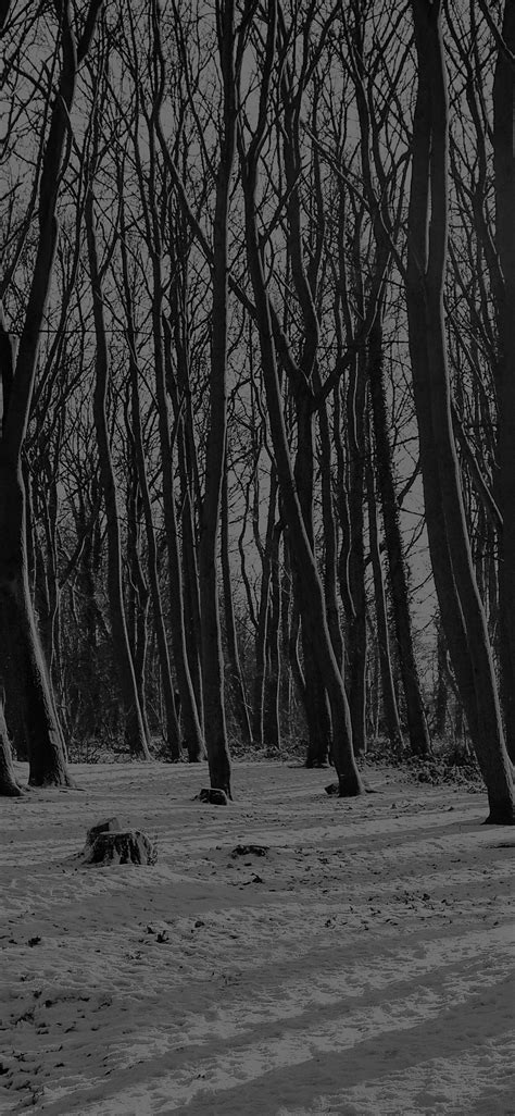 Black And White Winter Forest Wallpapers Wallpaper Cave