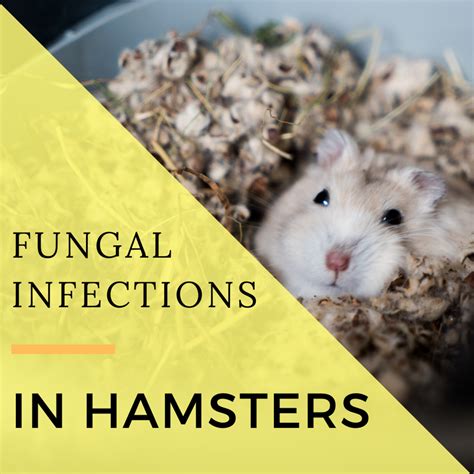Sick Hamsters Signs Of Fungal Infections And Treatments Pethelpful