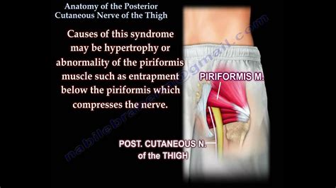 Lateral Femoral Cutaneous Nerve Dermatome Bar Charts Quickstudy