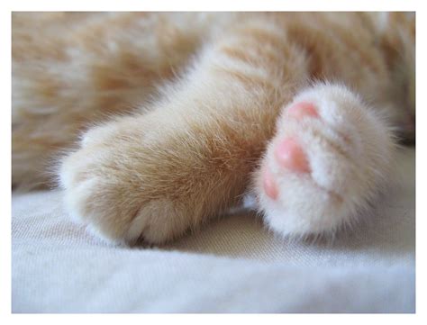 Kitty Paws Cute Cats Cats And Kittens Cat Paws